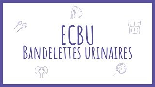 Sémiologie Urologique  Bandelette Urinaire amp ECBU [upl. by Teuton965]