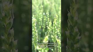 Could Bioengineered Crops Save Our Food Supply [upl. by Hayidah]