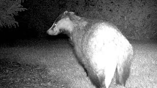 Maginon Wildlife Camera footage of a Badger at night [upl. by Ayocat]