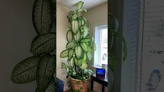 Best plants to grow indoors plants naturelover permaculture indoorplants nature village [upl. by Analle]