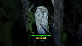 5 Fascinating Facts About the Sri Lanka Frogmouth [upl. by Fuller]