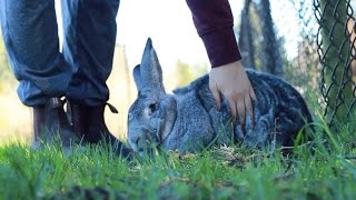 Flemish Giant Binky in the Park [upl. by Faro]