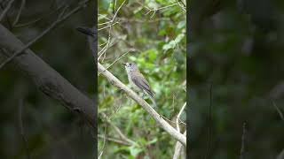 Grey Shrikethrush call  Australian Bird Sounds amp Songs [upl. by Asiat300]