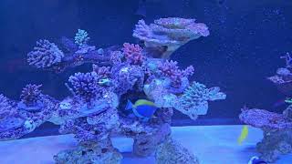 Update on my Full SPS Reef Tank [upl. by Aiket]