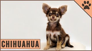 Chihuahua Dog Breed [upl. by Gavette]