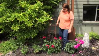 How to Keep Tall Peonies Upright in the Landscape  Grow Guru [upl. by Celtic]