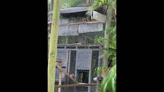 Palm Beach Zoo [upl. by Roxane]