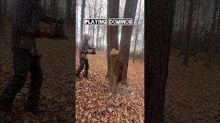 Logging TWO for ONE 🪓 cutting logging stihl loggingvideos [upl. by Kcirrem]