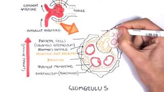 Nephrotic Syndrome  Types and pathology histology [upl. by Netsirhc539]