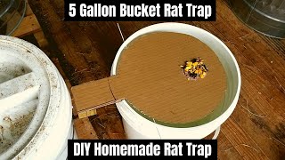 5 Gallon Bucket Rat Trap  DIY Homemade Rat Trap [upl. by Dougal]