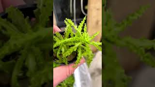 POGOSTEMON HELFERI AKA DR SEUSS PLANT DOWNOI Aquarium Plant For Sale [upl. by Derayne]