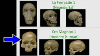 CARTA The Genetics of Humanness Ed Green  The Neandertal and Denisovan Genomes [upl. by Yecaw33]