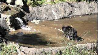 Ting Ting the Sun Bear  Stereotypic Behavior 2 [upl. by Ettegdirb]