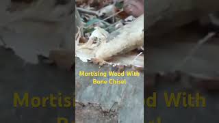 Mortising Wood With Bone Chisel woodworking bushcraft paleotech [upl. by Gudren674]