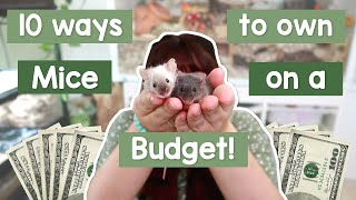 10 ways to own mice on a budget [upl. by Lehcem445]