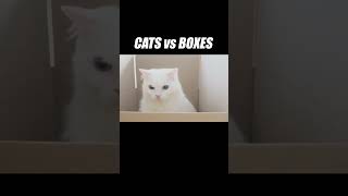 Doing some reverse unboxing for my cats kittisaurus cats boxes cute [upl. by Akinom]