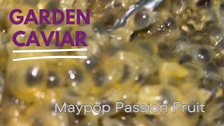 Garden caviar Maypop passion fruit Passiflora Incarnata 💜🤍💚🌱 [upl. by Micah257]