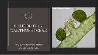 Introducción al estudio de las xantoficeas Ochrophyta Xanthophyceae [upl. by Lerret]