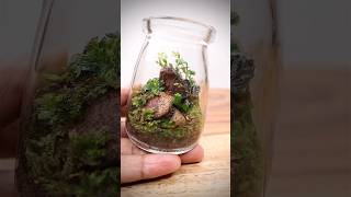 Adding springtails to a mini terrarium [upl. by Shanda]