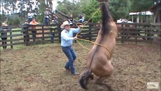 Doma Racional Cavalo Xucro no Paraná [upl. by Anitsuga]