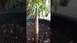 Amorphophallus konjac Begins to Blossom Начало Цветения Αρχιζει να Ξετυλίγει το Λουλούδι [upl. by Ardet249]