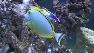 Cleaner Wrasse Vs Naso Tang [upl. by Hillel]