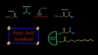 Fatty Acid Synthesis EVERYTHING YOU NEED TO KNOW MCAT BIOCHEMISTRY Map of Metabolism [upl. by Whelan]