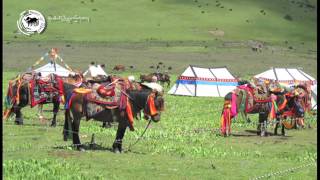 བོད་མདོ་དབུས་ཁམས་གསུམ་དུ་ལོ་གསར་སྲུང་བརྩི་ཞུ་སྲོལ།  མདོ་སྨད། Losar in Tibet [upl. by Dianthe]