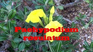 The Plant Traveller Pachypodium Rosulatum Elephants foot plant [upl. by Sebastien935]