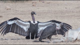 BIRDS OF THE INDIAN THAR DESERT [upl. by Lempres]