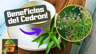 CEDRON  Beneficios  Plantas Medicinales [upl. by Siram]