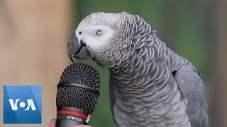 Talking Parrot  VOANews [upl. by Herrera865]