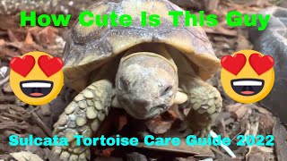 Sulcata Tortoise Care Guide 2022 [upl. by Atinahs970]