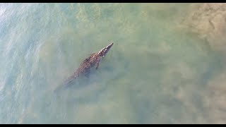 Crocodile Swims Through A Surf Break In Costa Rica [upl. by Nivac]