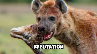 Spotted hyena interesting facts [upl. by Efram]