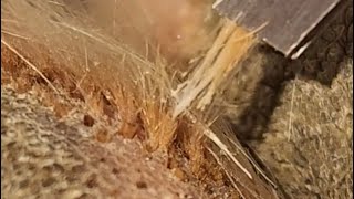 Satisfying Ingrown Paw Hair [upl. by Mok]