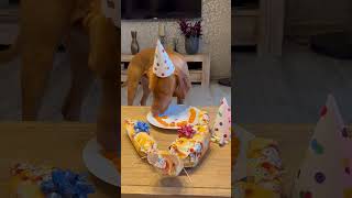 Dogs Birthday😍🥳 shorts viral vizsla [upl. by Gamal]