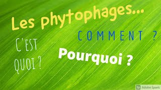 LES PHYTOPHAGES [upl. by Landon]