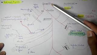 Abdominal Aorta  8 Internal iliac artery Branches  TCML [upl. by Turtle]