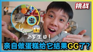 挑战 亲自做蛋糕给Sesame 结果GG了 JudeTube [upl. by Aniroz]