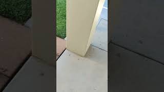 REQ2024389475 Video of damage being done to my property by magpies that are being overfed [upl. by Ahsinna]