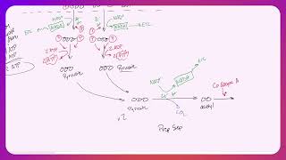 Cell Respiration Pathway [upl. by Eanaj194]