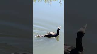 relaxing fishing cormorant wildlife nature yyc [upl. by Arbua18]