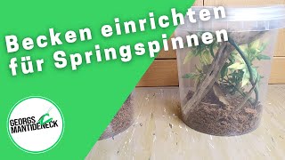 Aufzuchtbecken einrichten für Springspinnen Phidippus regius quotSoroaquot [upl. by Valaria]