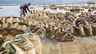 Harvest Giant Clam  Tridacna gigas  Fishermen Harvest Millions of Giant Clams This Way [upl. by Gradeigh]