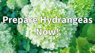 Why You Should Start Preparing Hydrangeas For Winter In Cold Climates Now [upl. by Tillford]