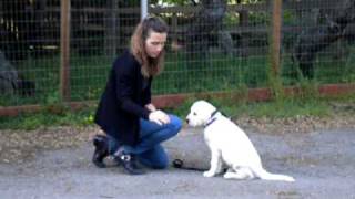 Basic Puppy Obedience by Stofers Labs [upl. by Akinak]