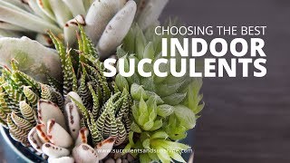 Types of Succulents to Grow Indoors  Succulents in Seconds [upl. by Yhtommit857]