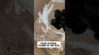 Four Kittens in the Box cat box Four [upl. by Magdau]