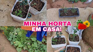 TOUR POR MINHA HORTA EM CASA  Mostrei minhas plantas  Plantei pimentão 🫑 [upl. by Soble854]